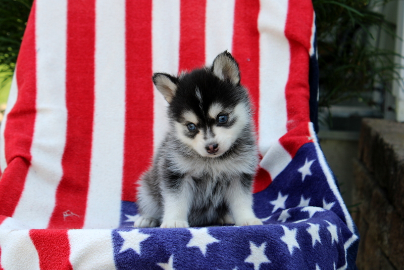puppy, for, sale, Pomsky, Matthew B. Stoltzfus, dog, breeder, Gap, PA, dog-breeder, puppy-for-sale, forsale, nearby, find, puppyfind, locator, puppylocator, aca